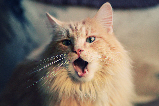 华体会登陆-篮球宇宙的意外交汇，吉林虎啸鹈鹕，爱德华兹东决封神